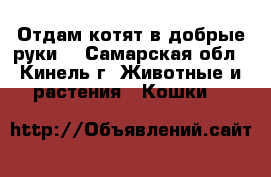Отдам котят в добрые руки  - Самарская обл., Кинель г. Животные и растения » Кошки   